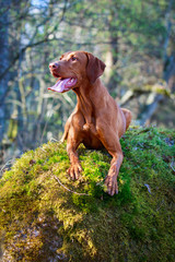 Hungarian Vizsla