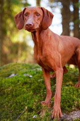 Hungarian Vizsla