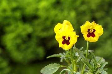yellow pansy flowers