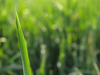Stalk of wheat in the spring green field of wheat