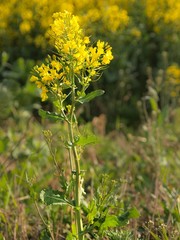 Stalk of rape in the spring yellow field of blooming rapes