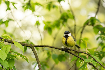 Tit in spring