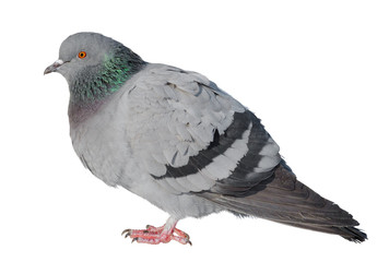 Feral Pigeon isolated on white.