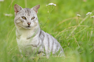 Naklejka na ściany i meble Domestic cat in meadow with pretty white tiger like fur.
