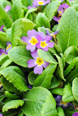 Primula woronowii Losinsk.