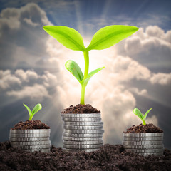 Money growth and savings concept.