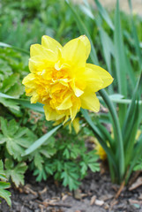 Obraz premium Yellow narcissus Dick Wilden