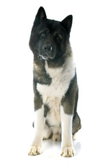 american akita