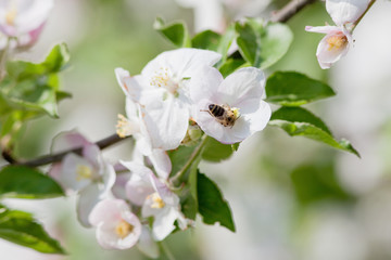 Obraz premium apple tree in blossom