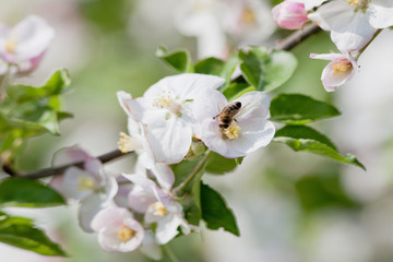 Obraz na płótnie Canvas apple tree in blossom