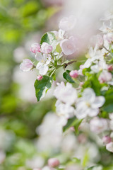 apple tree in blossom