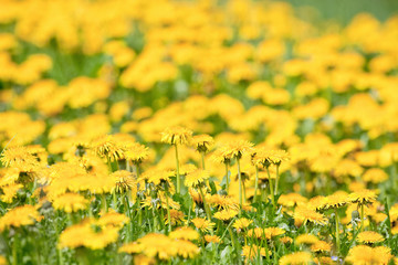 field of dandelion.