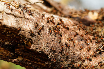 Red ant