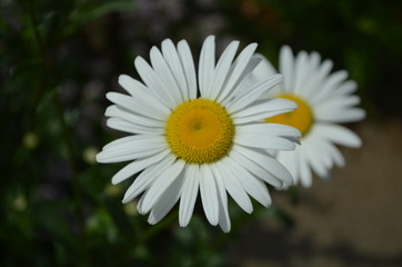 Obraz premium マーガレット