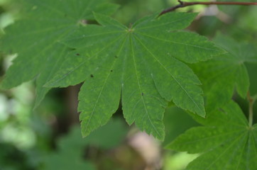 Obraz premium コハウチワカエデ