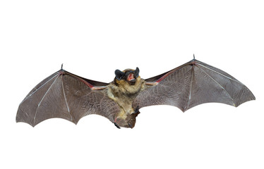Bat 3 © Valeriy Kirsanov