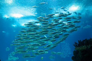 Fototapeta na wymiar Shoal of mackerel
