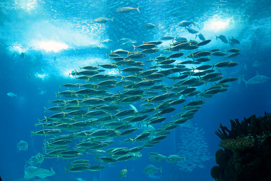 Shoal Of Mackerel