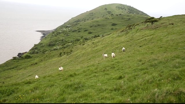 Goats on Brean Down Somerset in the spring