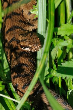 Vipera aspis ssp.francisciredi 