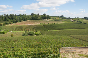 Vineyard at Saint-Emilion, France