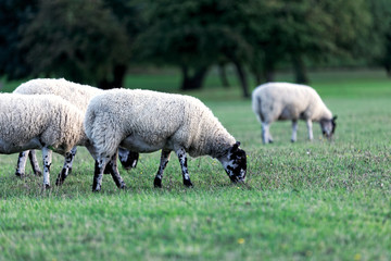 Fototapeta premium Flock of sheep on green grass