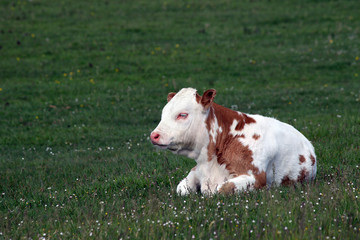 calf lying on green grass