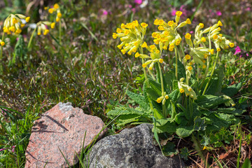 Cowslip in a cultivated area