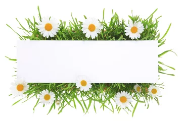 Photo sur Aluminium brossé Printemps Banner with grass and flowers isolated on white background