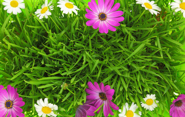 Green grass and white, pink flowers background © viperagp