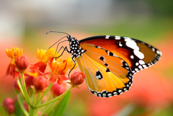 Fototapeta premium Motyl na pomarańczowym kwiacie w ogródzie