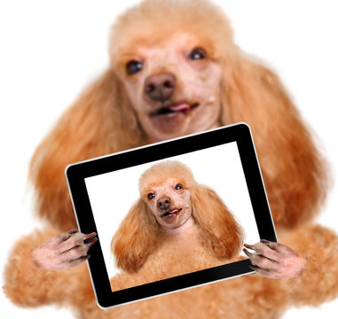 dog taking a selfie with a tablet