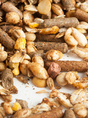 high quality sportive  muesli background. for horse. macro