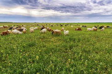 Obraz premium sheep and goats grazed on a spring meadow
