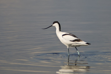 avocetta (Recurvirostra avosetta)