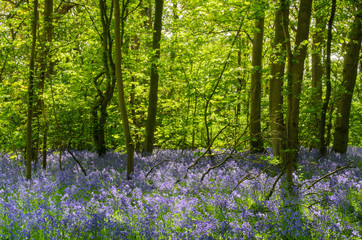 Bluebells in Buckenham Wood