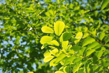 新緑の葉