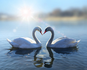 Swans on blue lake water in sunny day - 64665016