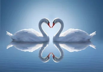 Fotobehang Romantische twee zwanen, symbool van liefde. © cranach