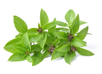 Obraz premium basil leaves isolated on white background