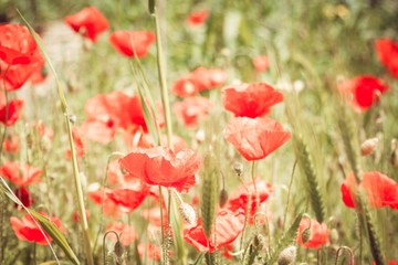 Obraz premium green grass and red poppies