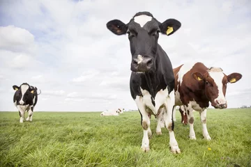 Crédence de cuisine en verre imprimé Vache red and black cows in dutch meadow
