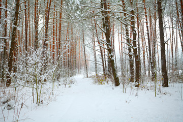Snowy pine forest in winter