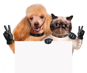 Dog and cat with peace fingers in black leather gloves