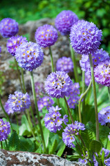 Purple primrose