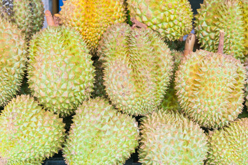 Durian , fruit in the market of thailand