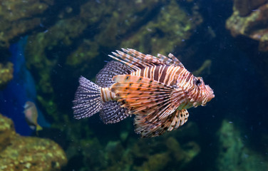 Red lionfish