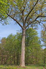Forêt de Chantilly