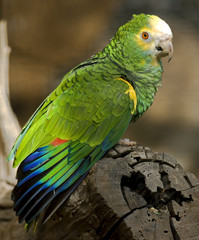 Festive amazon parrot