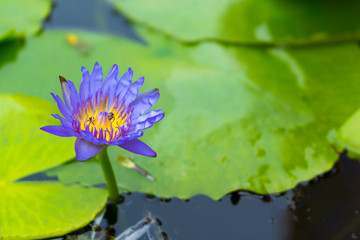 Blue lotus flower